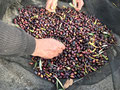 récolte des olives